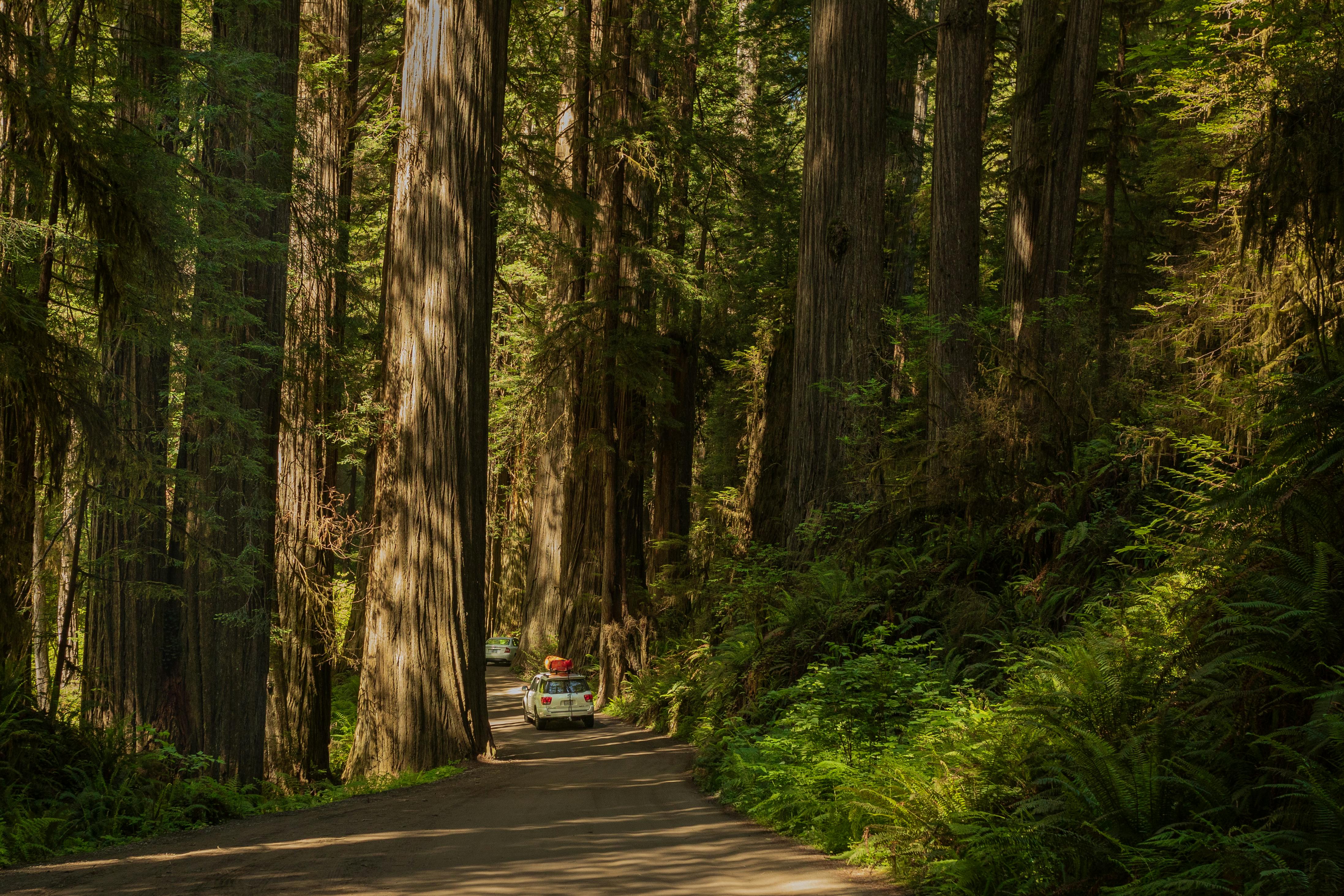 Redwood Trees Ultra HD Desktop Background Wallpaper for 4K UHD TV  Multi  Display Dual Monitor  Tablet  Smartphone