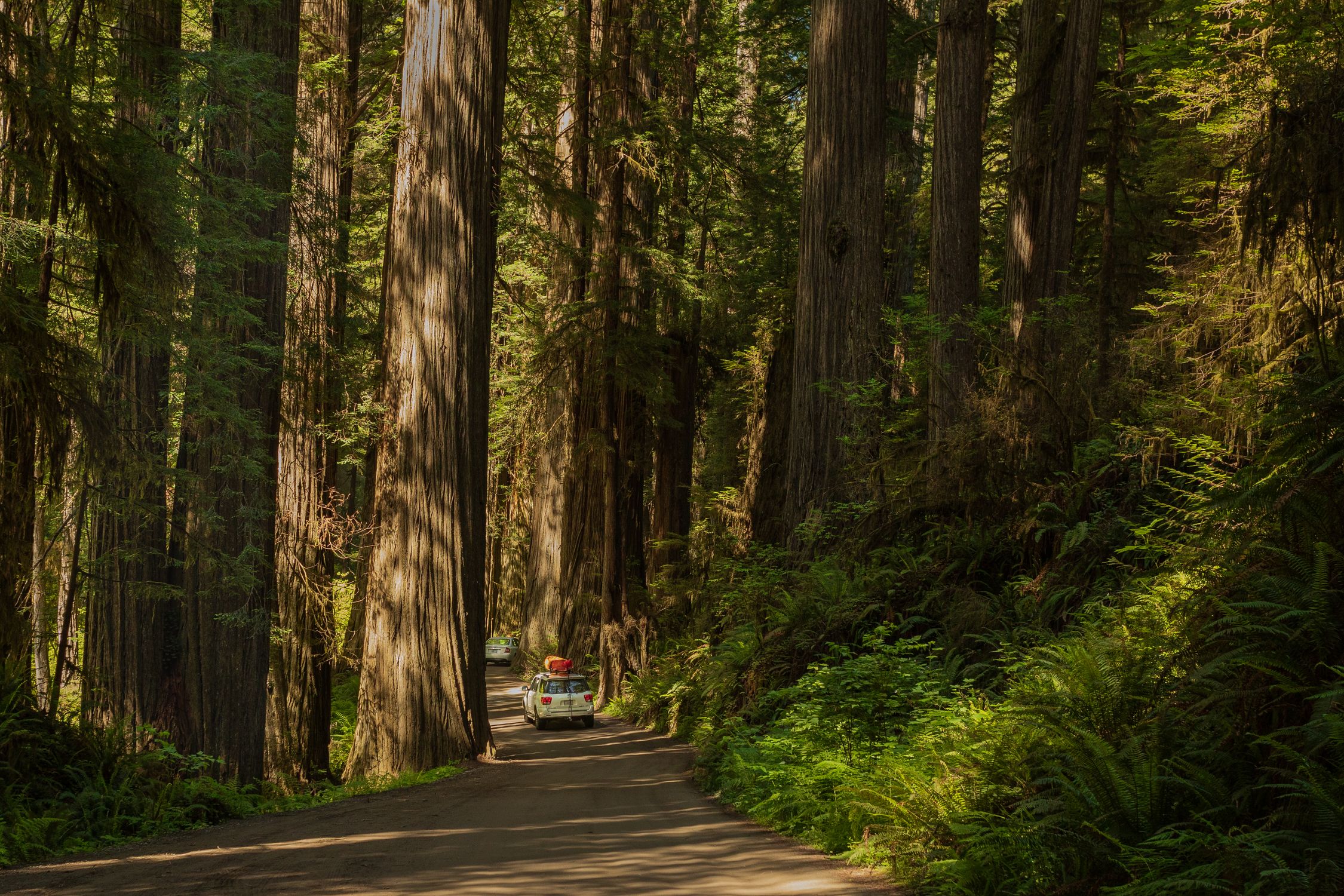 A tranquil road winds through towering redwoods, capturing the essence of adventure and nature's beauty.