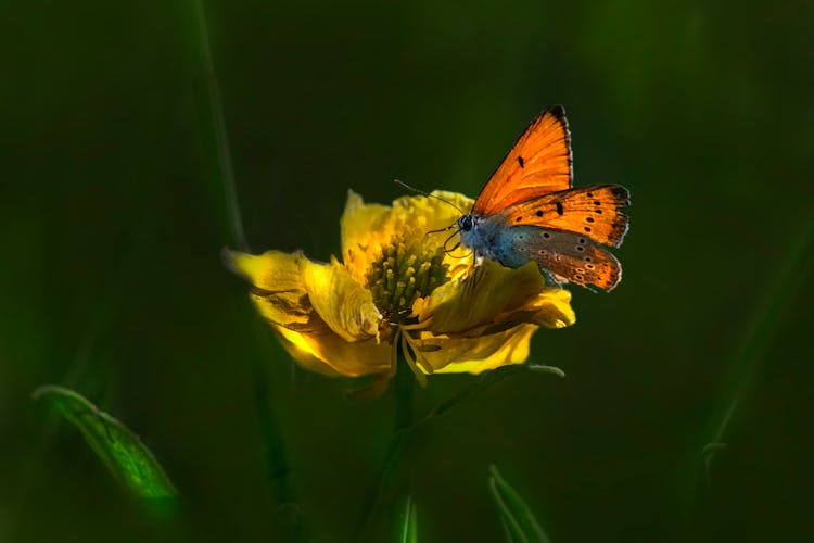 Close Up Of A Butterfly On A Flower 