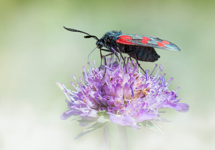 Fly On A Lavender Flower 