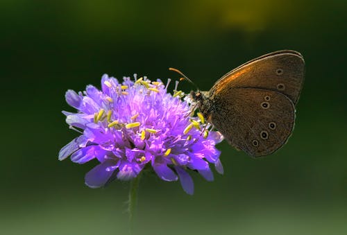 Darmowe zdjęcie z galerii z fotografia zwierzęcia, kwiat, motyl