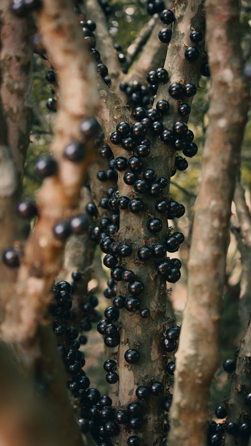 Безкоштовне стокове фото на тему «бразильське виноградне дерево, вертикальні постріл, Гілка дерева»