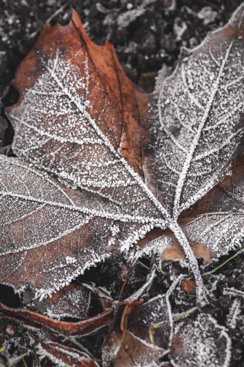 Free Close-up of a frosty maple leaf during fall, capturing nature's intricate patterns. Stock Photo