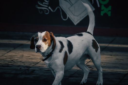 Charming beagle on a city sidewalk, highlighted by warm lighting in an urban setting.