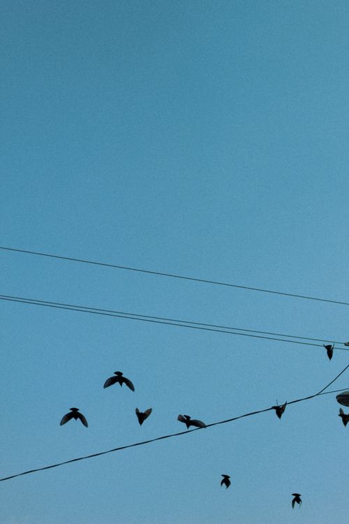 Free Birds flying and perching on power lines set against a clear blue sky, showcasing natural harmony. Stock Photo