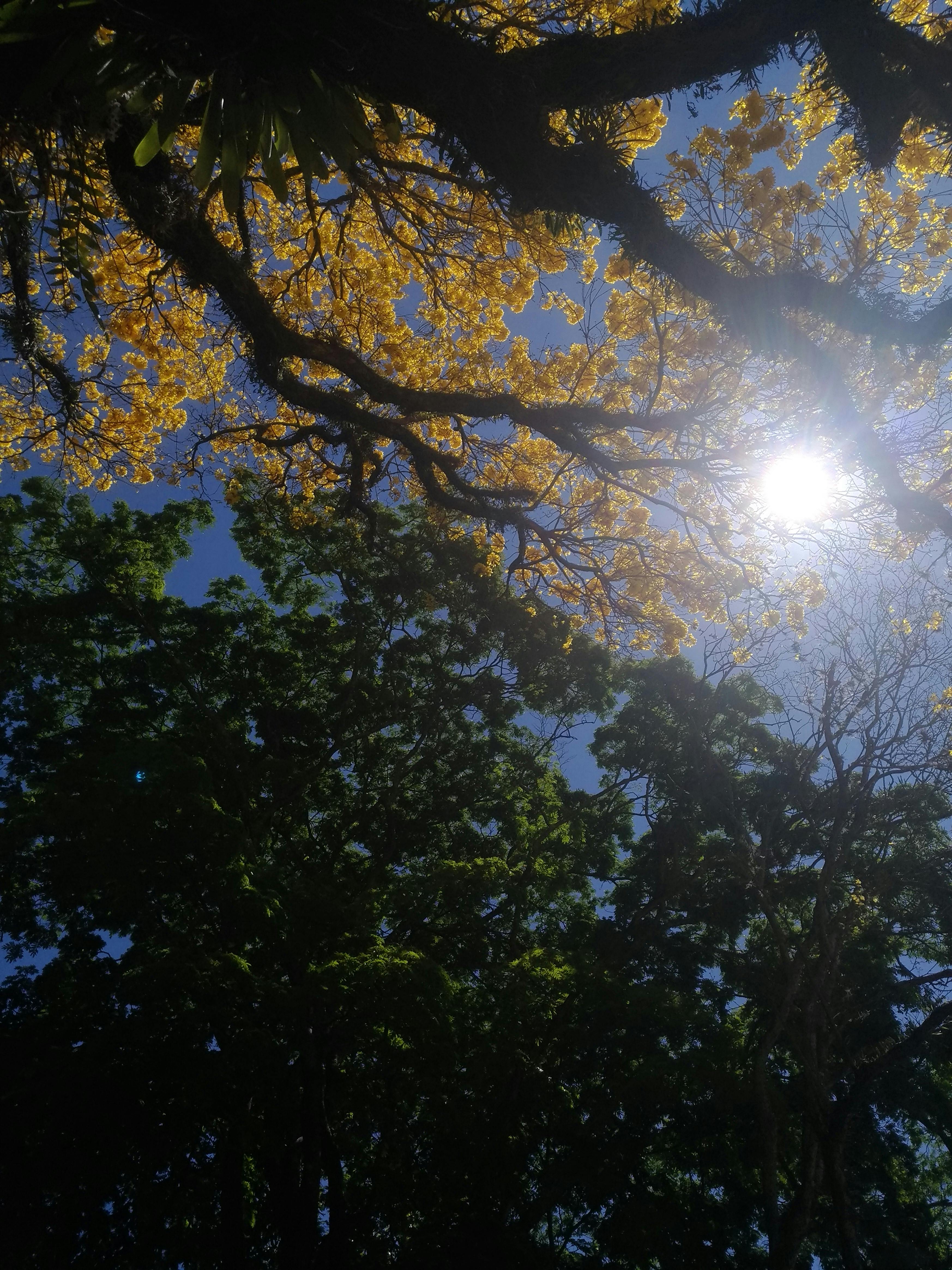Imagine De Stoc Gratuită Cu Floare Galbenă Flori De Primăvară Galben