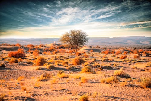 Základová fotografie zdarma na téma berber, digitální nomád, egyptská poušť