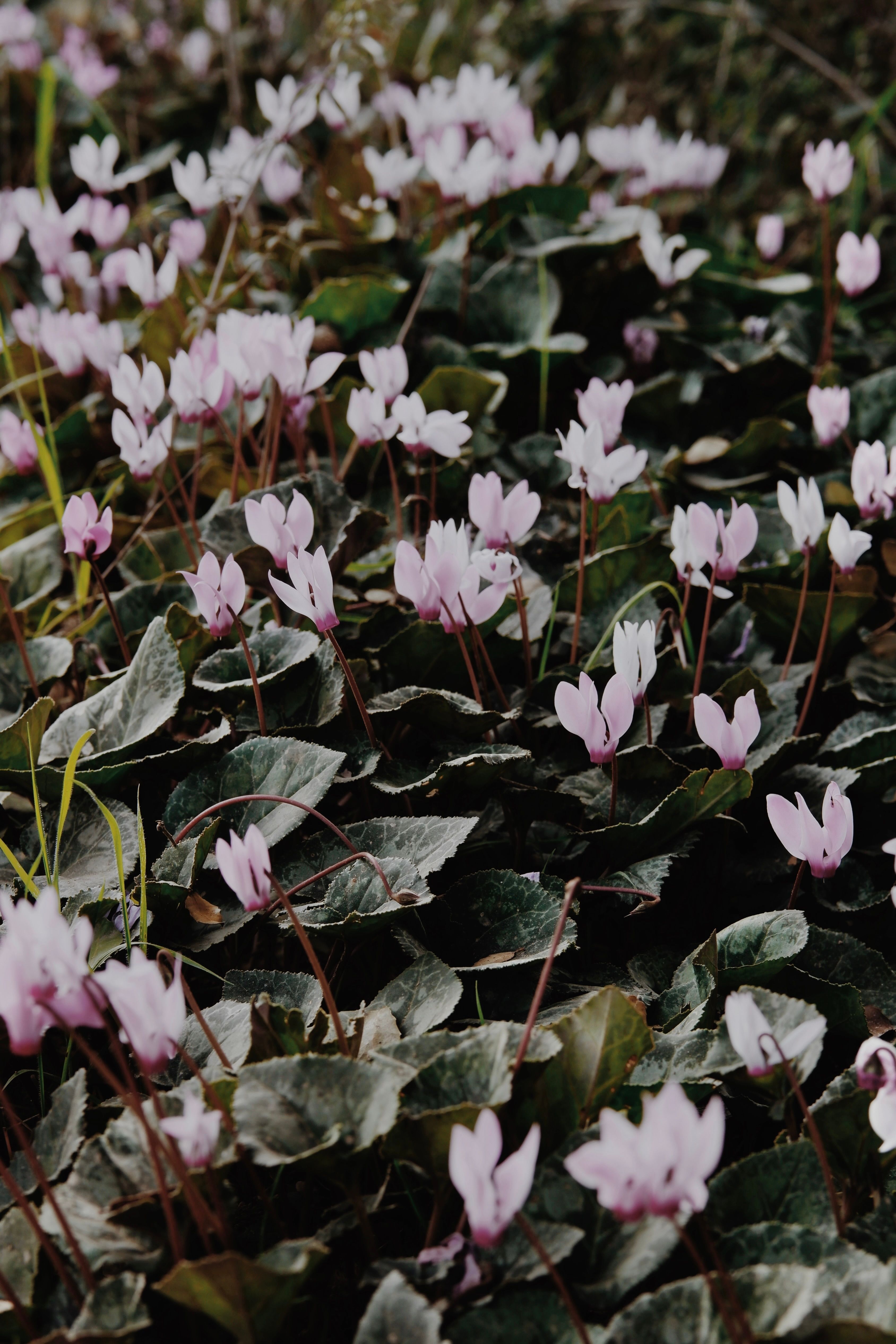 Cyclamen Photos Download The Best Free Cyclamen Stock Photos Hd Images