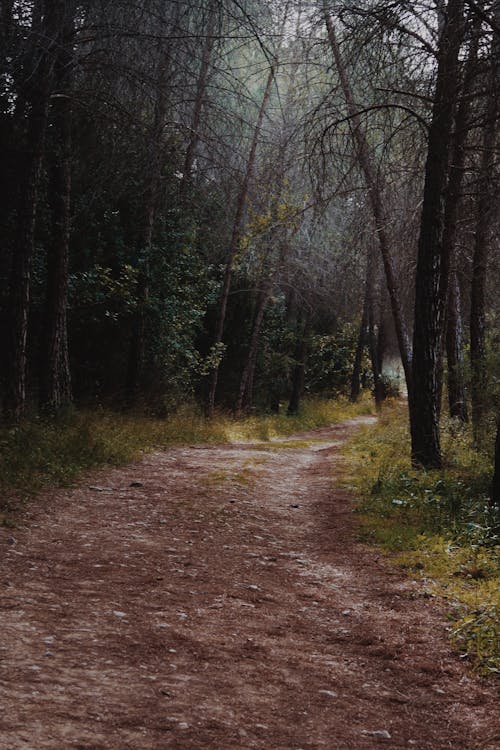 Photos gratuites de arbres, brouillard, chemin de terre