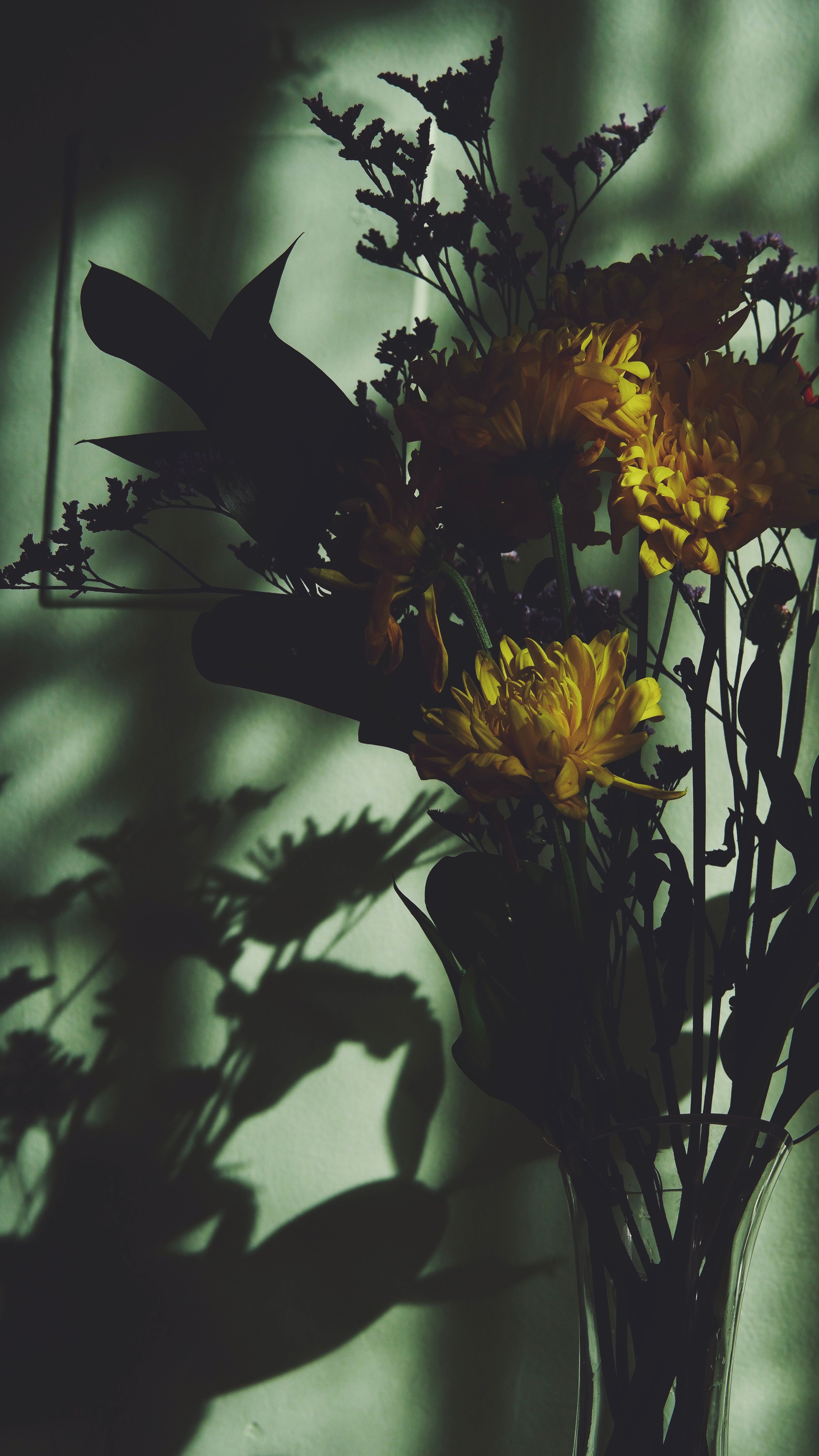 A close-up of vibrant flowers casting dramatic shadows on a green background.