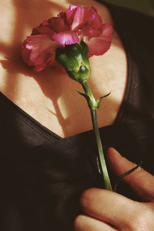 Woman's Hand Holding a Flower