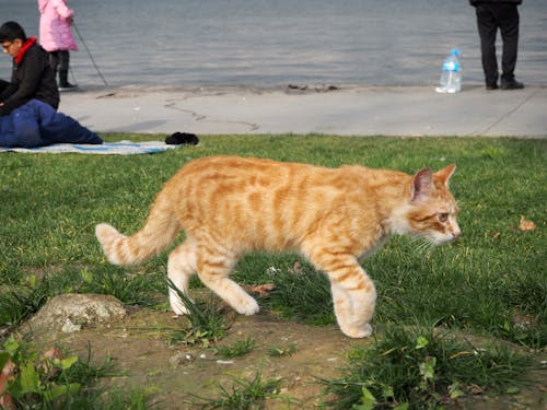 강변, 생강 고양이, 올림푸스의 무료 스톡 사진