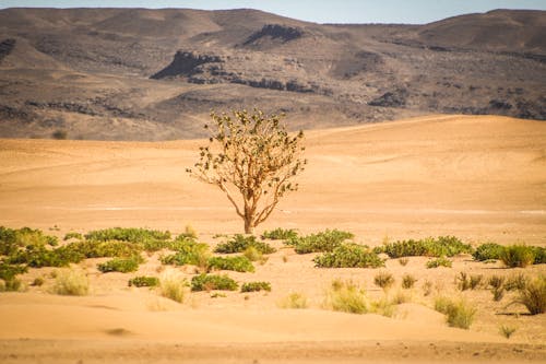 Безкоштовне стокове фото на тему «вранці в пустелі, мечеть аль-акса, пустелі фону»