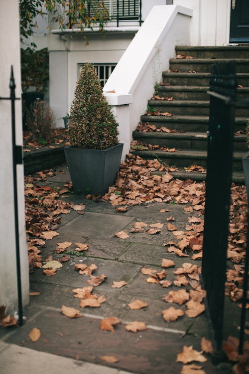 Green Plant in Gray Pot Beside Stair and White House