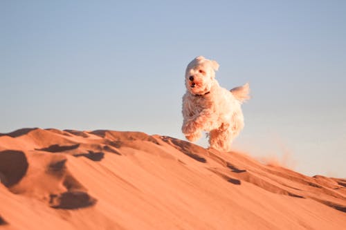 Безкоштовне стокове фото на тему «merzouga, австралійський собака великої рогатої худоби, американська ескімоська собака»