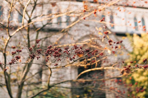 Free Selective Focus Photography Of Tree Branch Stock Photo