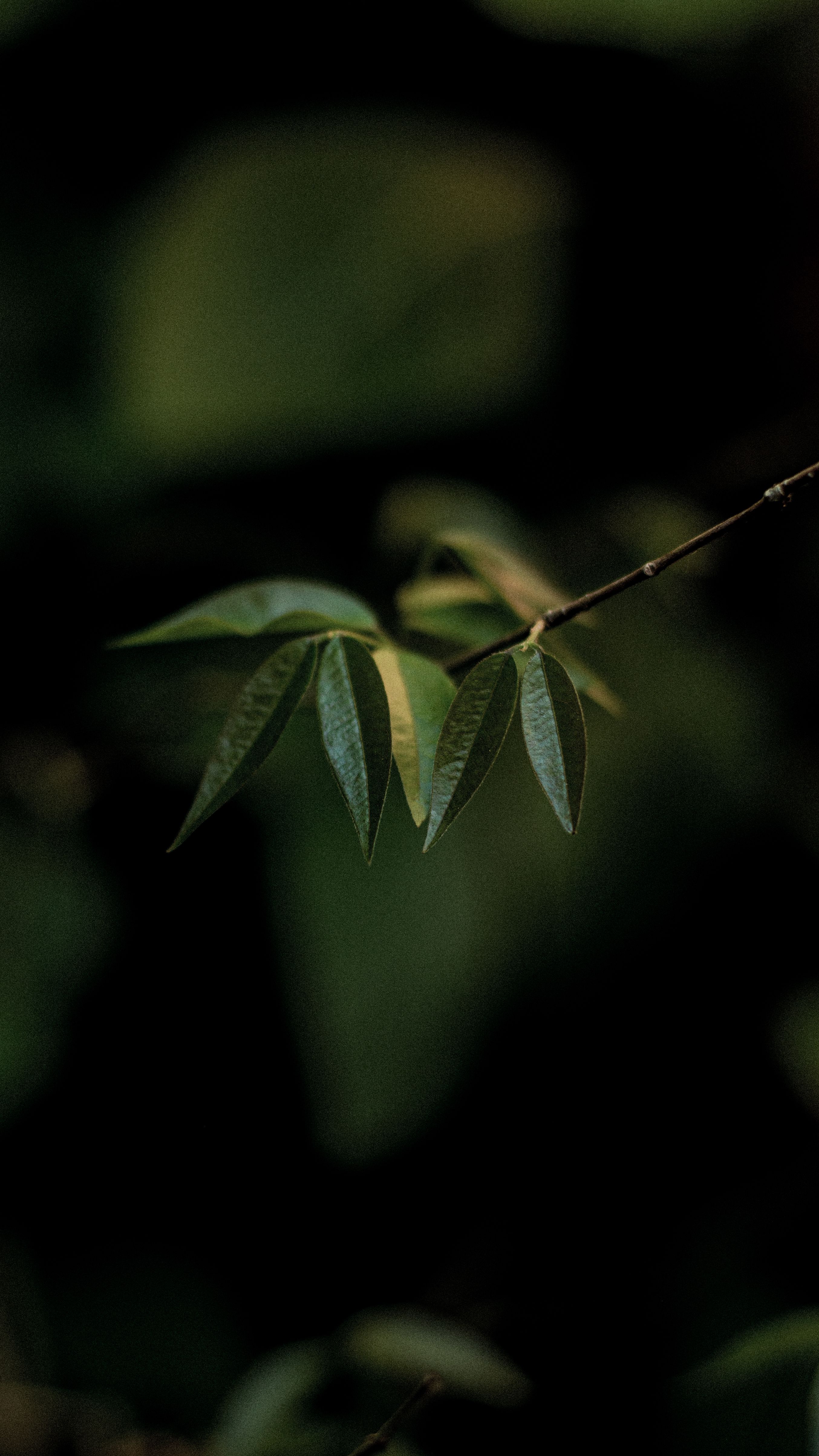 A peaceful close-up of green leaves on a branch against a blurred forest background.