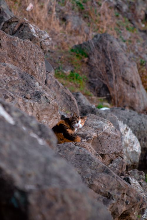 Free A cat blends into the rocky environment, showcasing its camouflage skills and natural habitat. Stock Photo