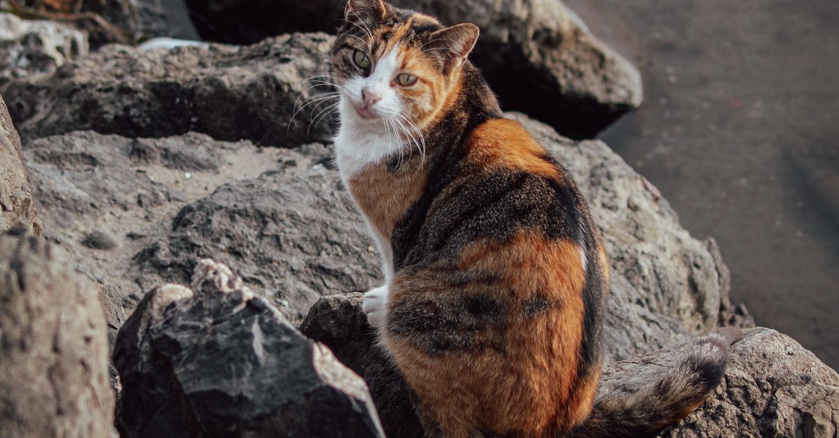 Cat on Rocks · Free Stock Photo