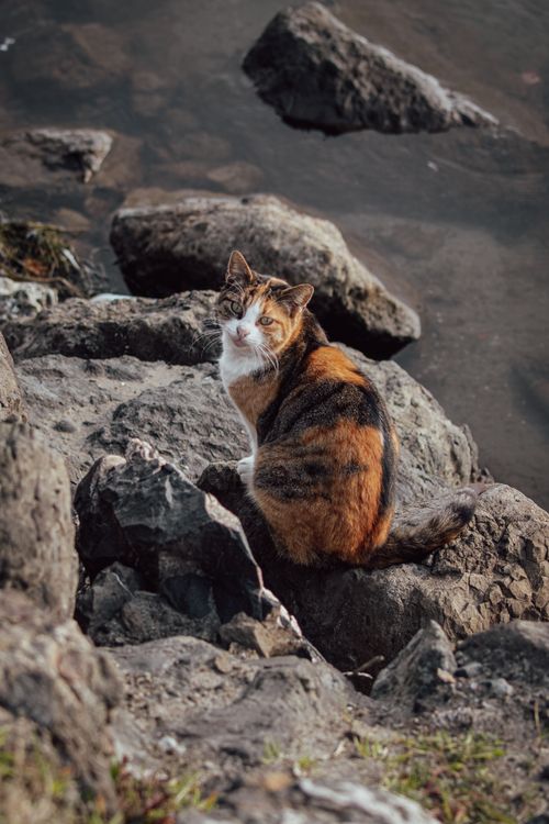 Free A tranquil scene of a calico cat sitting on rocks by the water. A serene pet moment. Stock Photo