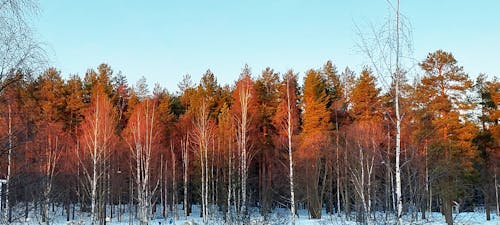 冬天的背景, 冬季, 常青树 的 免费素材图片
