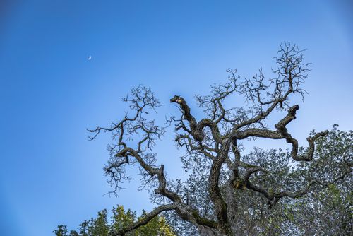 Free A twisted, leafless tree silhouetted against a vibrant blue sky with a crescent moon. Stock Photo