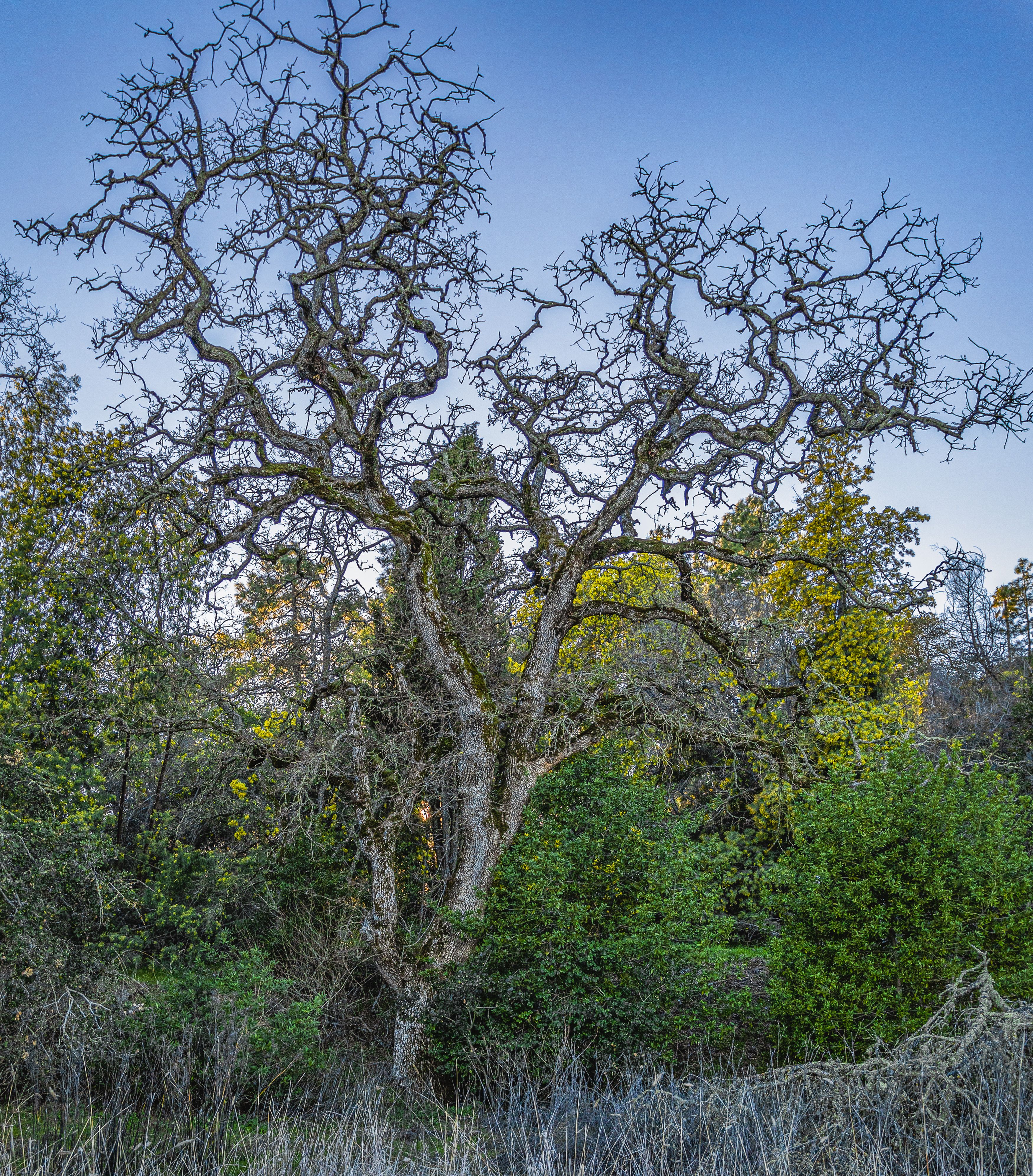 Barren Tree with Tangled Branches · Free Stock Photo