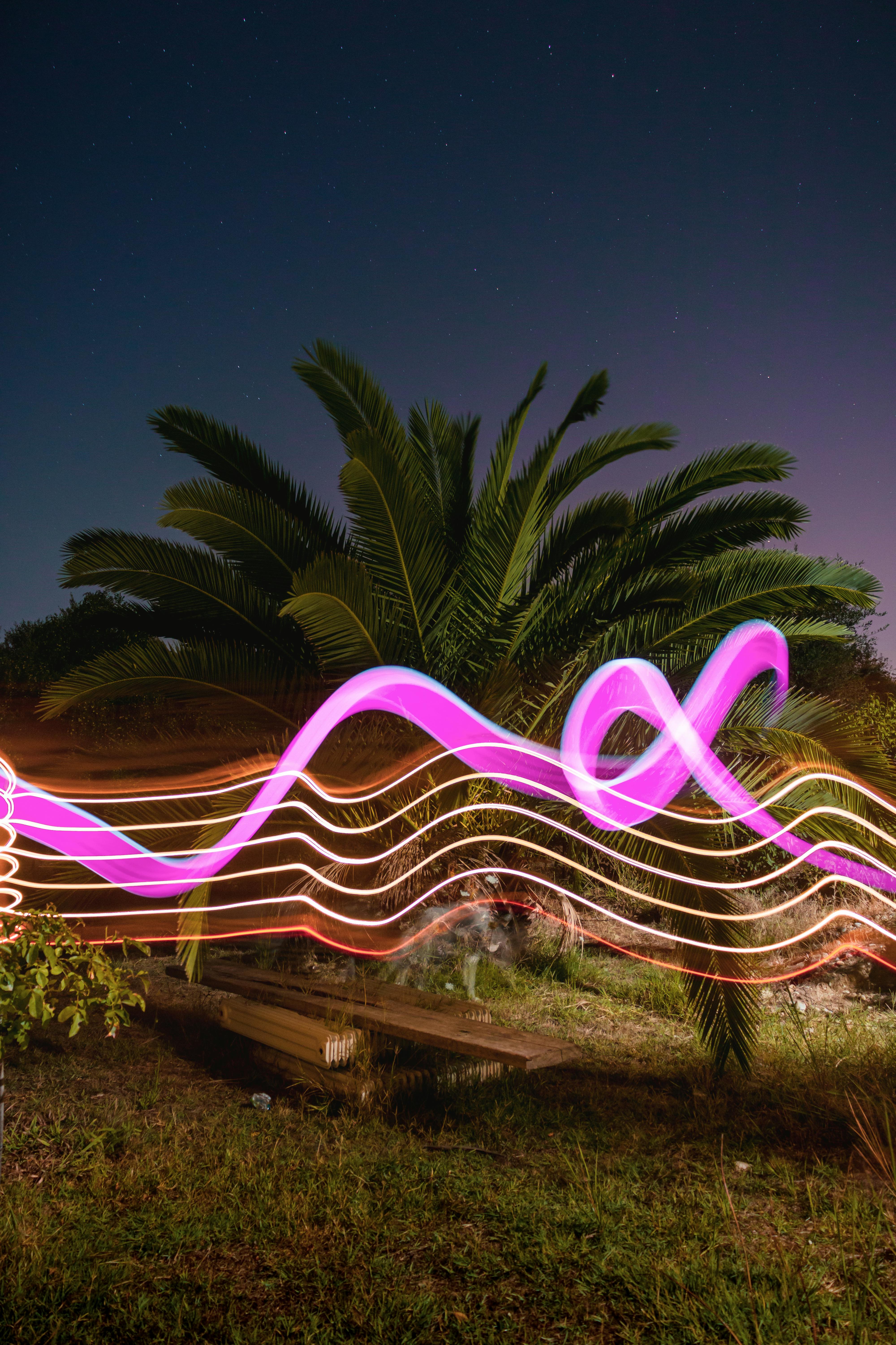 Palm tree illuminated by colorful light trails at night.
