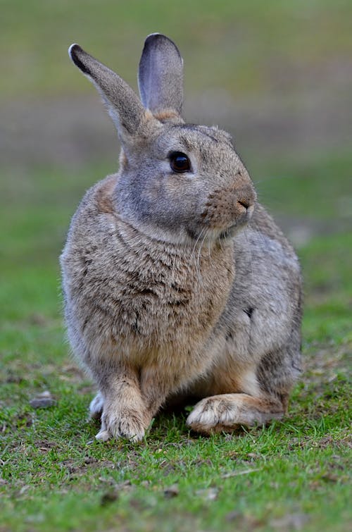 Fotobanka s bezplatnými fotkami na tému králik, na zvislo, roztomilý