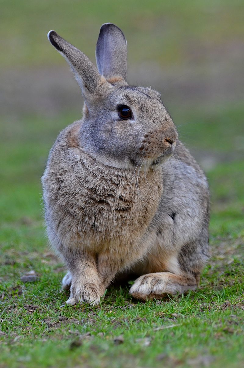 Shallow Focus Photography of Black Rabbit Facing Sideways · Free Stock ...