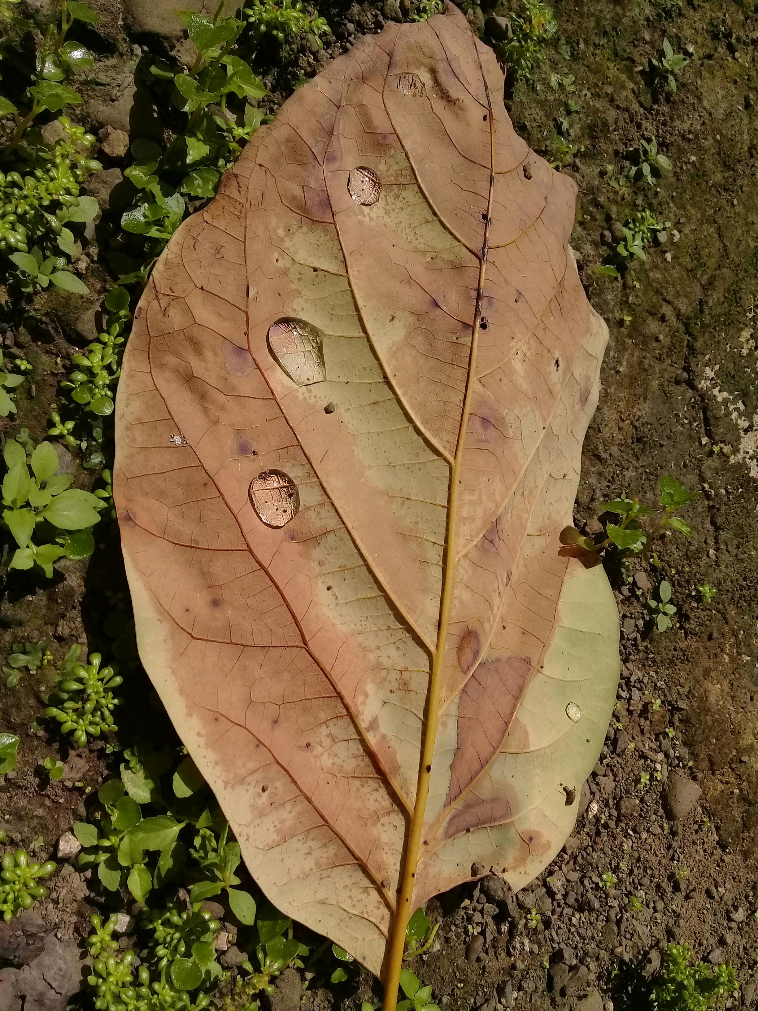 Free stock photo of autumn colors, autumn leaf, Big leaf