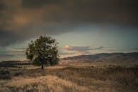 在戏剧性的天空下，一棵孤独的树矗立在广阔的草原上，展现着宁静与大自然的美丽