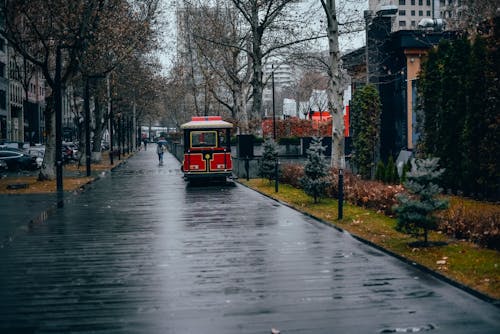 Foto d'estoc gratuïta de arbres, ciutat, decoració