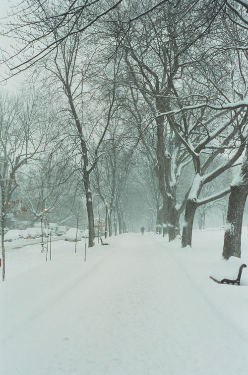 Free A snow-covered pathway lined with leafless trees on a calm winter day. Stock Photo