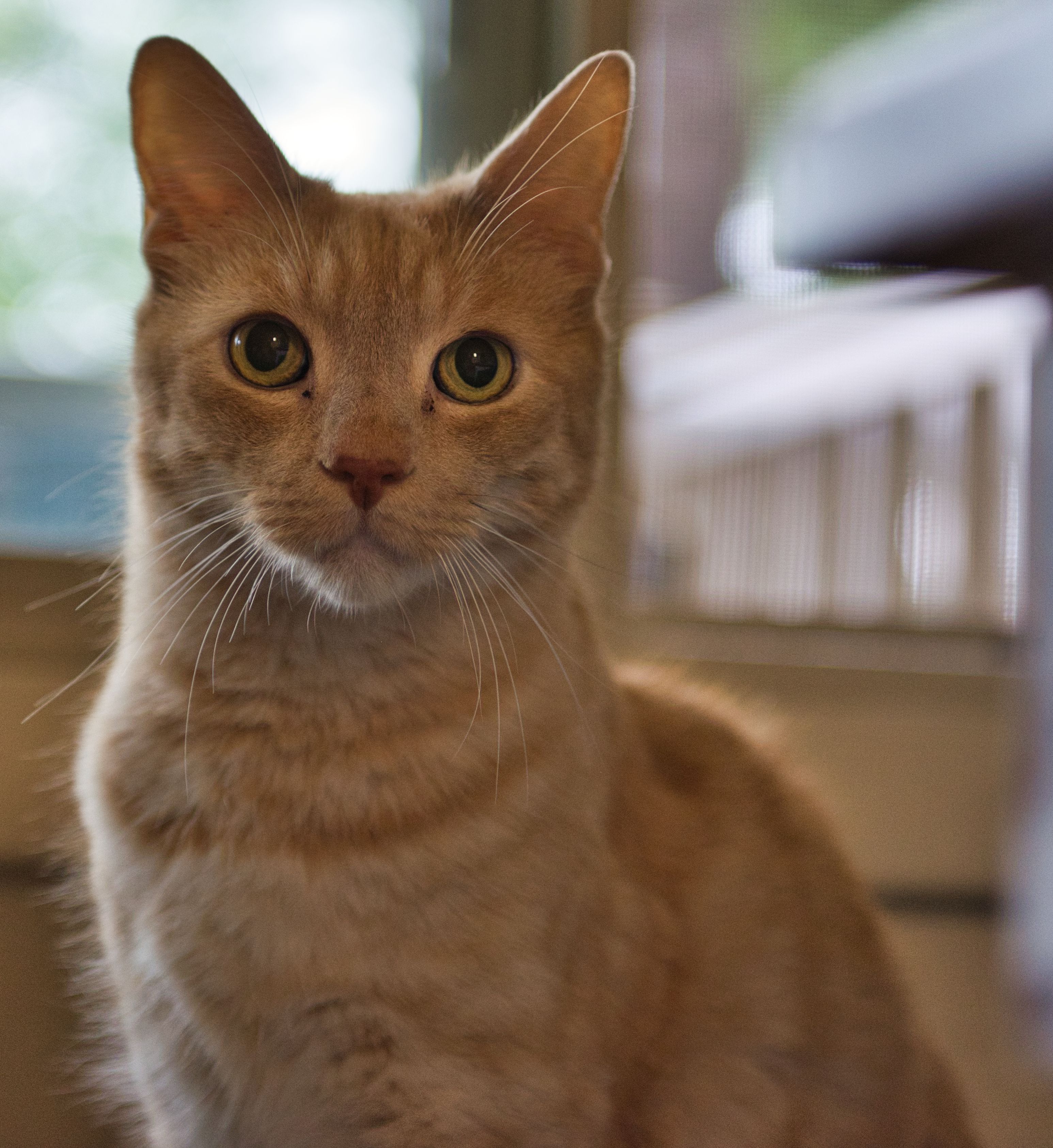 Close-up portrait of a ginger tabby cat sitting indoors with a curious expression.