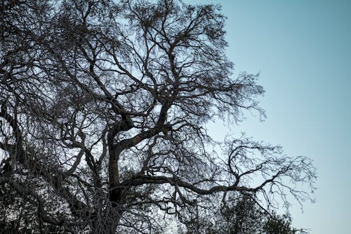 Oak Branches in Park