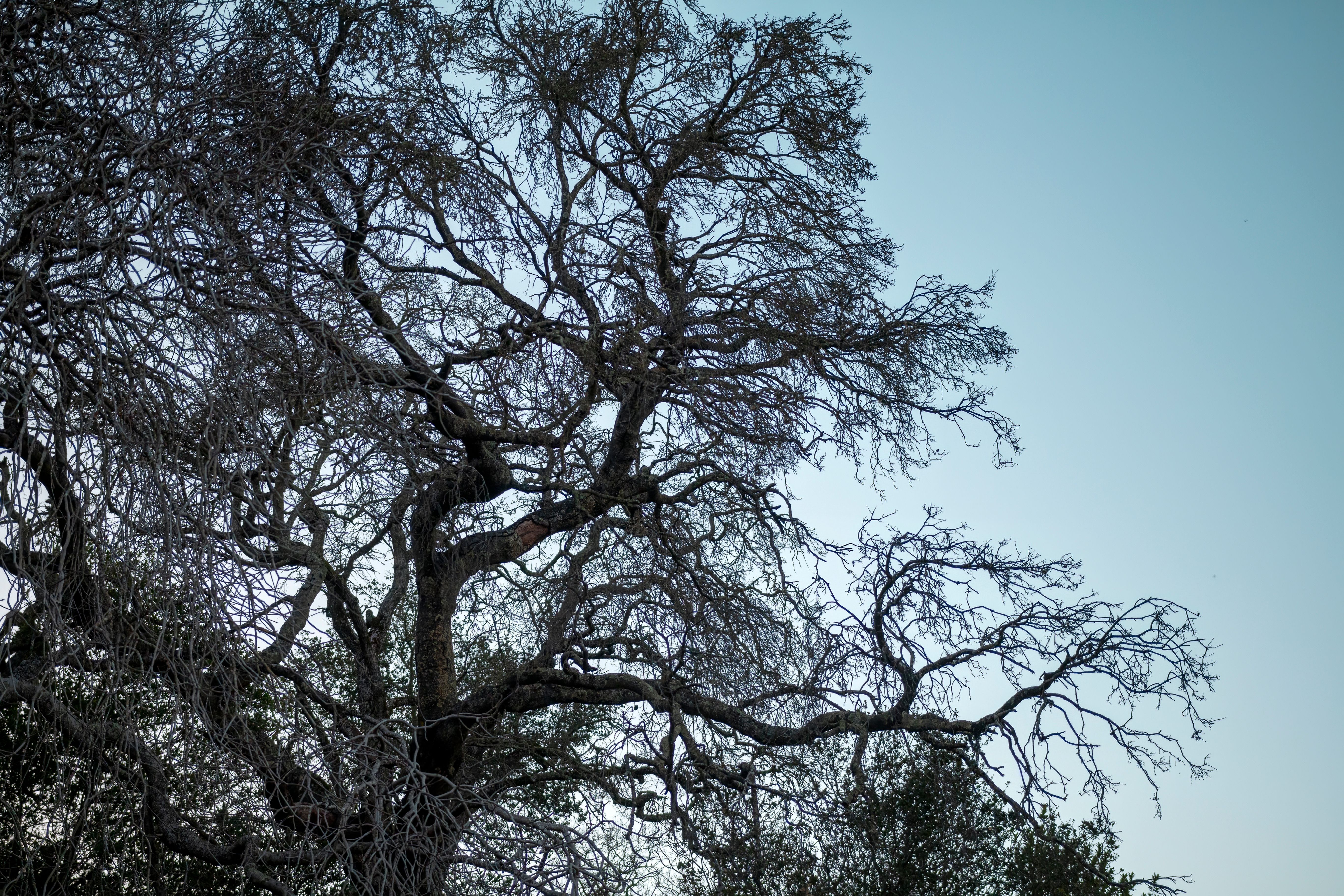 Foto de stock gratuita sobre árbol, crecimiento, naturaleza, parque