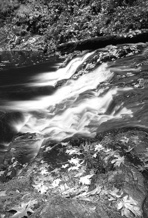 Free Grayscale Photography of Falling Leaves Near Running Water Stock Photo