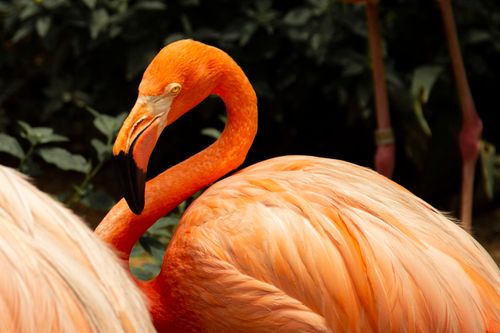 Free Close-up of a stunning American Flamingo showcasing vivid orange plumage. Stock Photo