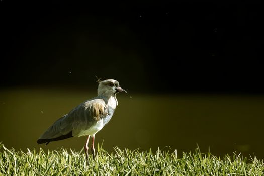 Photo of Bird on Grass