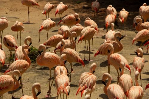 Free A lively flock of flamingos gathered outdoors, showcasing vivid colors in São Paulo, Brazil. Stock Photo