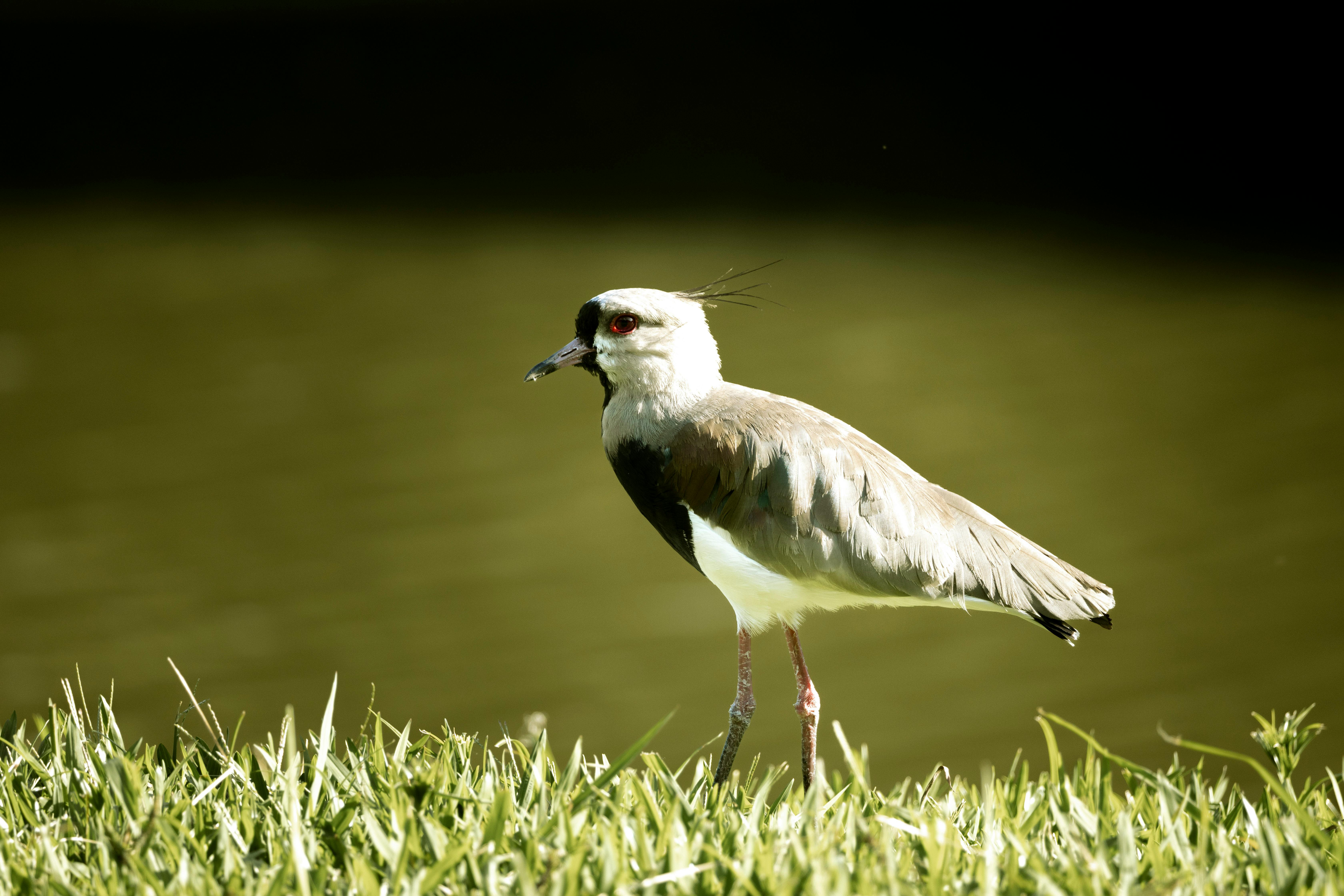 Close Up Photo of Bird on Grass Free Stock Photo