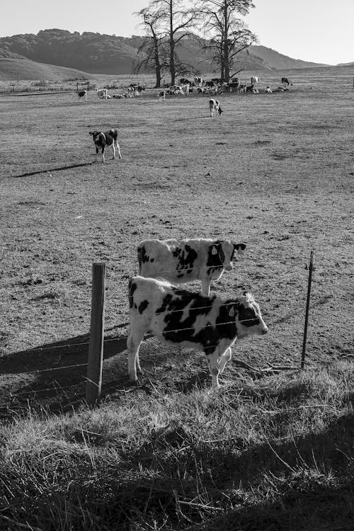 Безкоштовне стокове фото на тему «вертикальні постріл, відтінки сірого, корови»