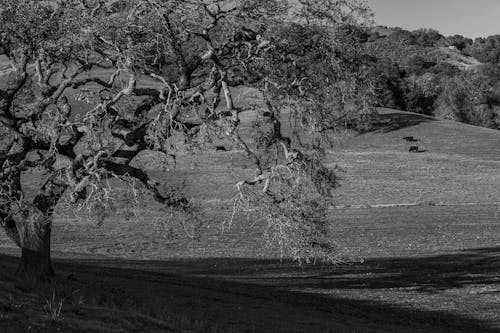 Darmowe zdjęcie z galerii z czarno-biały, drzewo, monochromatyczny