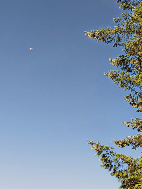Free stock photo of blue sky, moon, nature