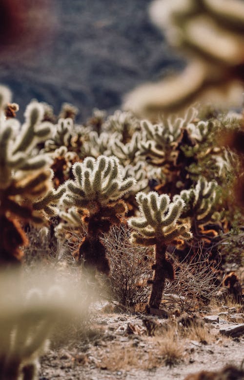 Darmowe zdjęcie z galerii z kaktusy, mały, natura