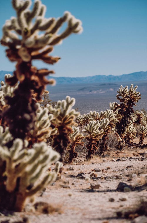 Photos gratuites de cactus, désert, flore