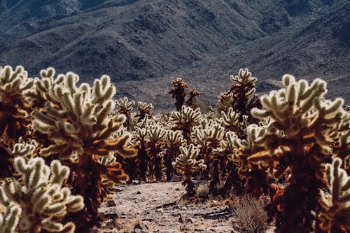 Darmowe zdjęcie z galerii z flora, kaktusy, mojave