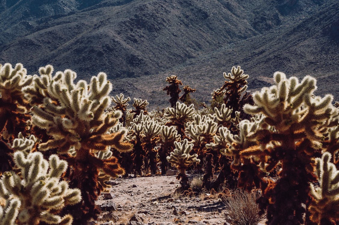 Gratis arkivbilde med flora, kaktuser, mojave