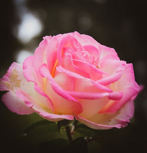 Free stock photo of pink rose